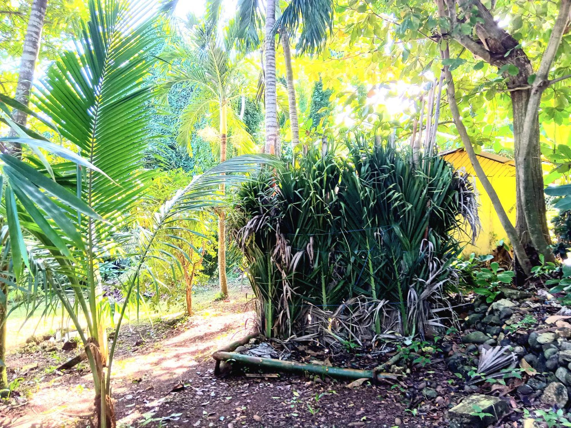 La Familia Guest House And Natural Farm Port Antonio Exterior photo