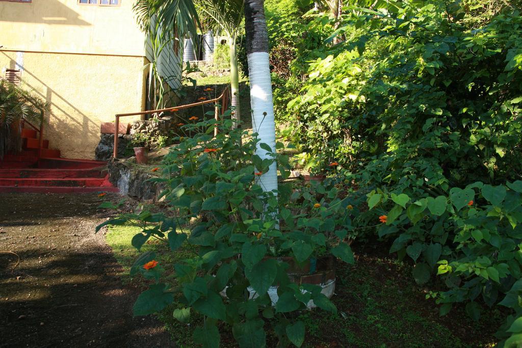 La Familia Guest House And Natural Farm Port Antonio Exterior photo